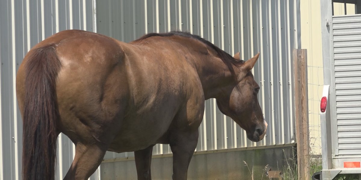 Augusta County farm quarantined following horse contracts EHM