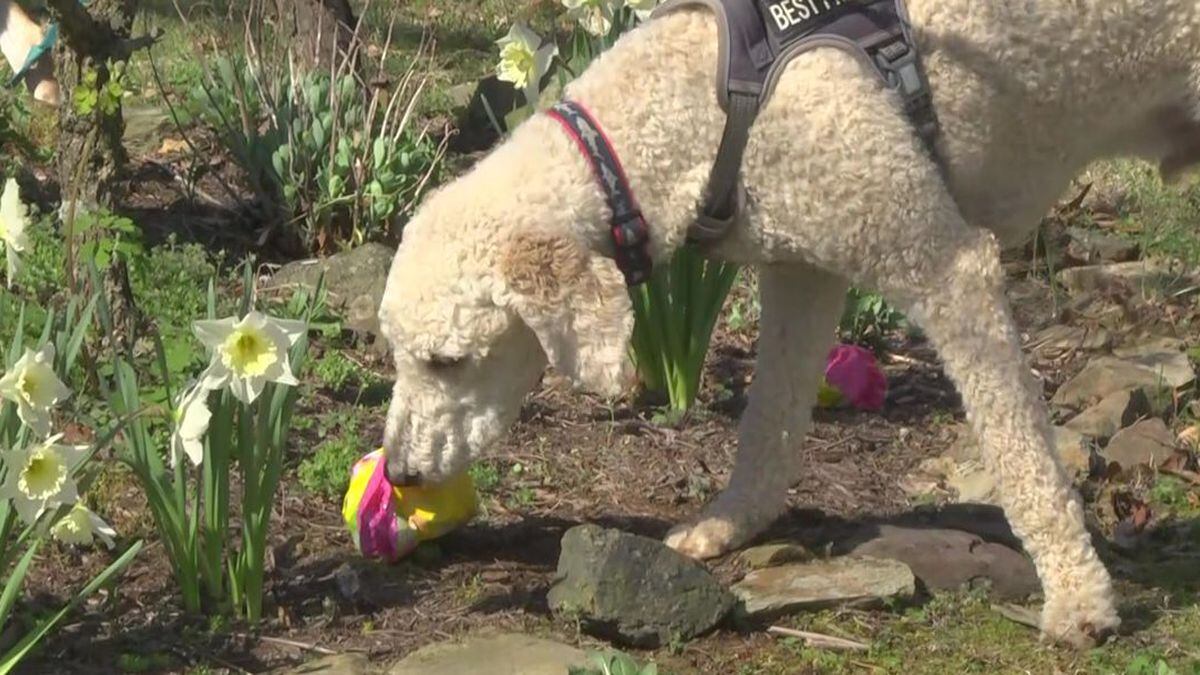Dogs hunt for Easter treats at Ix Art Park