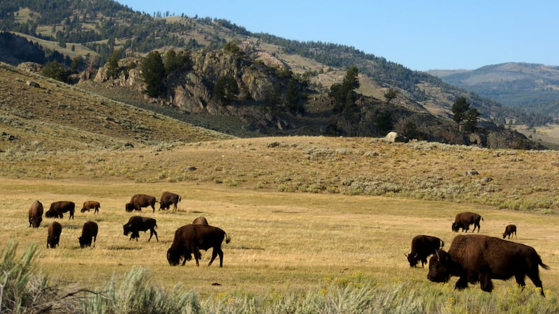 FILE - In this Aug. 3, 2016 photo, a herd of bison grazes in the Lamar Valley of Yellowstone...