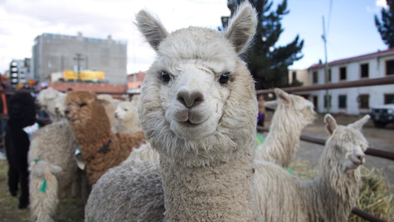FILE - An alpaca with partially regrown hair stands with others during the annual Camelid Expo...
