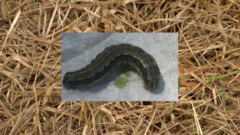 A lawn care specialist discusses armyworms and the damage they can do to your yard.