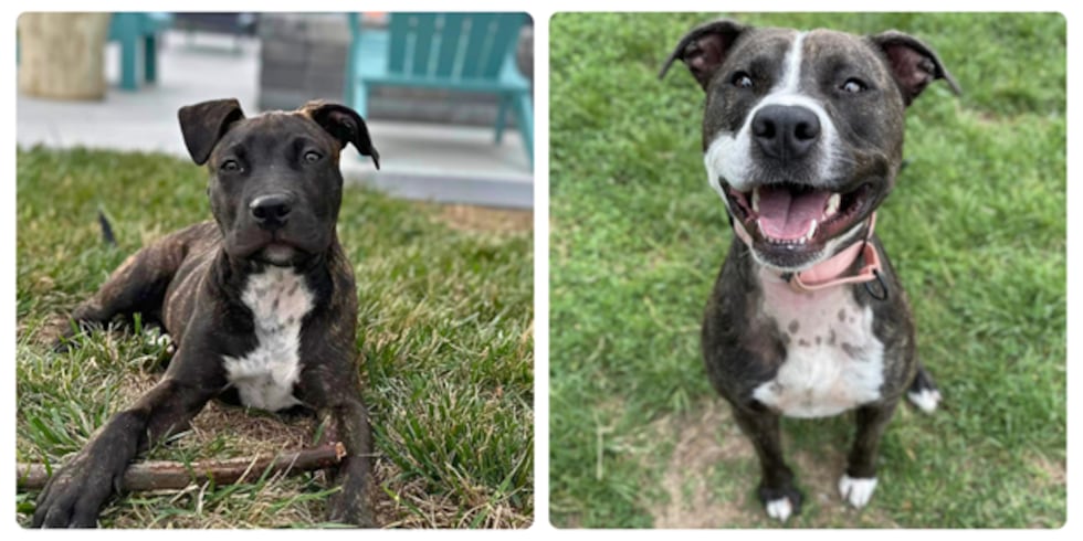 WHSV - Rockingham-Harrisonburg SPCA