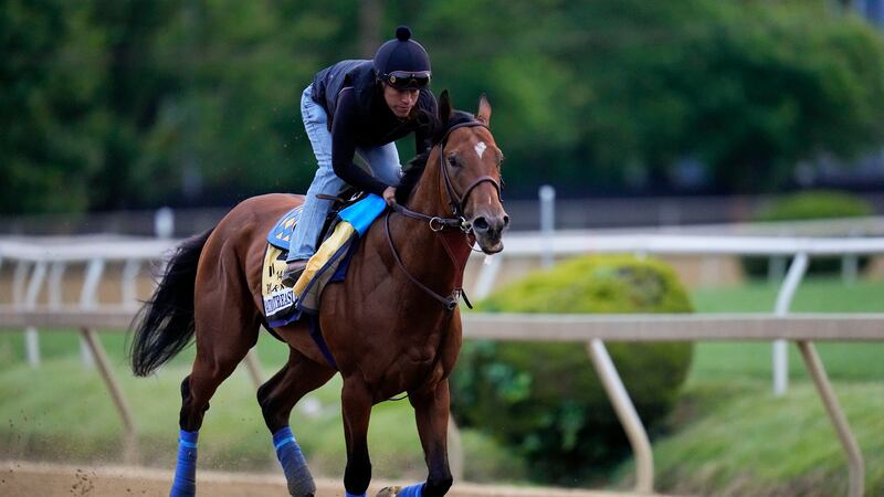 Preakness Stakes entrant National Treasure works out with an exercise jockey ahead of the...