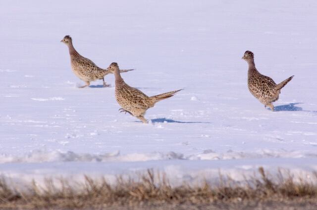 Road hunters can target pheasants in areas along and on roadways.