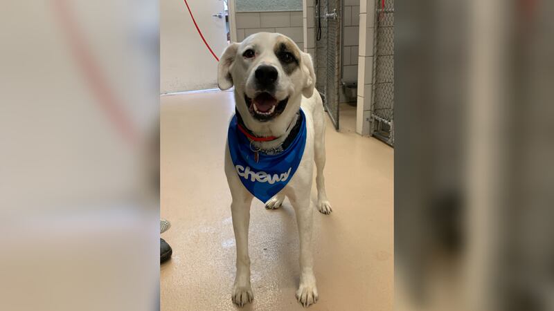Police say a dog lost its owner in a hit-and-run crash in Tennessee.