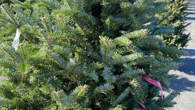 There are several places around the area that the West End Mom recommends shopping for...