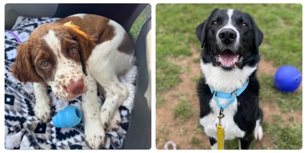 WHSV - Rockingham-Harrisonburg SPCA