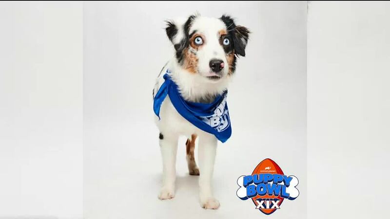 Green Dogs Unleashed introduces a few of its Puppy Bowl competitors