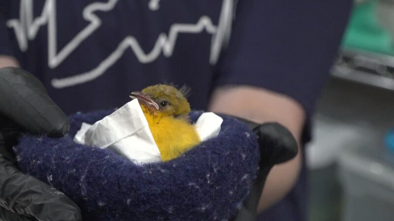 Baby bird rescued from the heat.