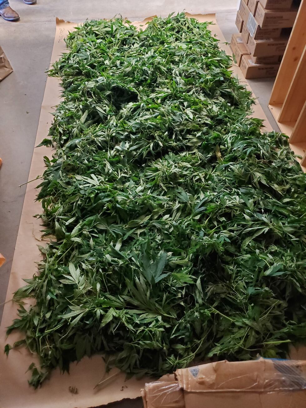 Marijuana found in Greene County.