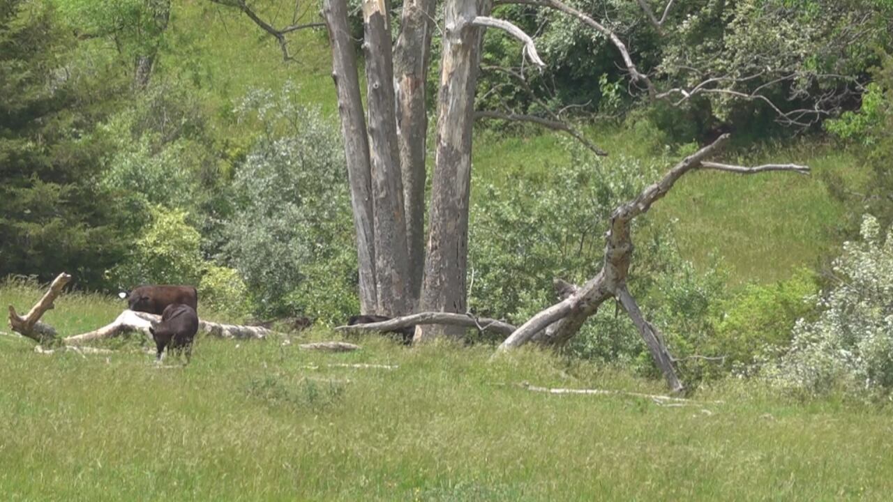 Minor damage around the Valley following overnight storm - Vimarsana News