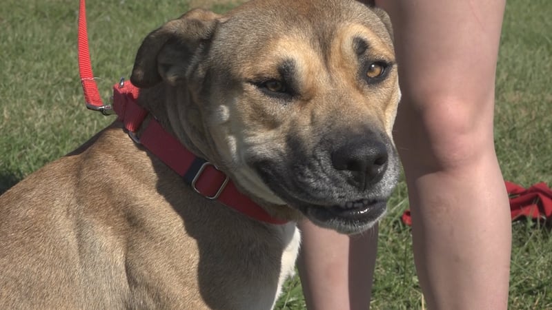 Nellie is a 2-year old pit mix part of the Lonely Hearts Club.
