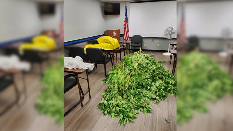 Marijuana found in Greene County.