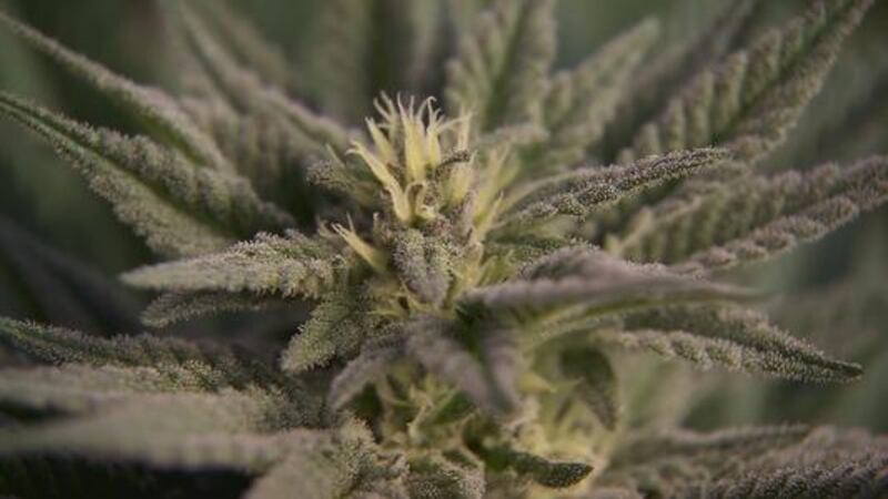 In states where marijuana is legal, this bill would protect federal employees who use