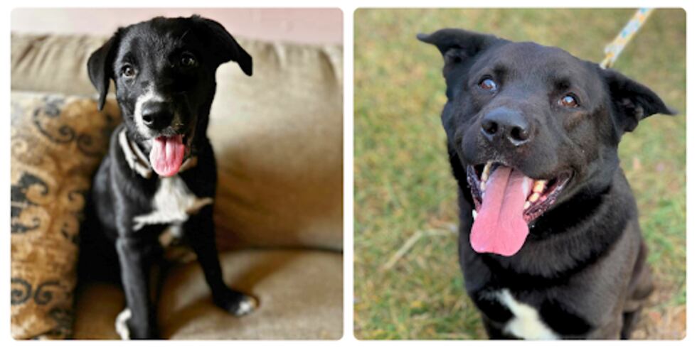 WHSV - Rockingham-Harrisonburg SPCA